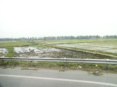 ハノイ近郊の田植風景・中央左側に 耕運機（トラクタ）が見える